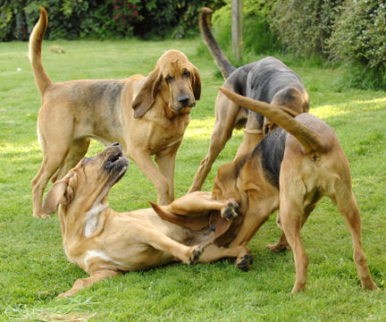 Playing is an important part of bloodhound life!